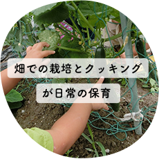 畑での栽培とクッキングが日常保育